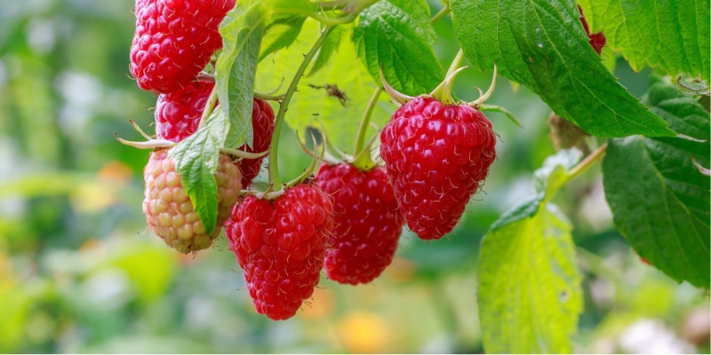 Уход за малиной весной