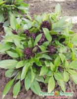 6bcca36fce88165f760300bf5e04844f