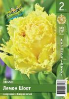 Tulipa Lemon Shoot 