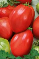 Королевский пингвин