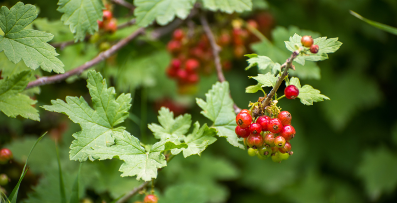 ПОДКОРМКА САДА В КОНЦЕ ДАЧНОГО СЕЗОНА
