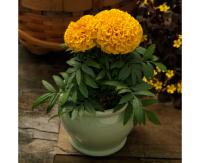 Marigold_Proud-Mari_Gold-A1-CROP-square