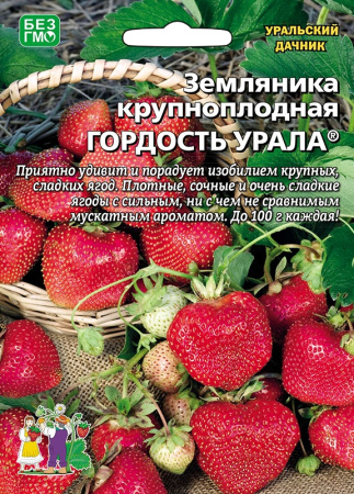 zemlyanika-krupnoplodnaya-gordost-urala