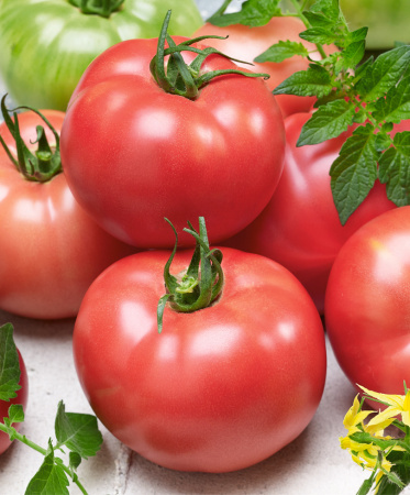 Розовая Катя