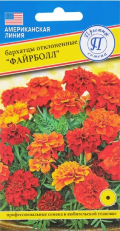 бархатцы файрболл престиж