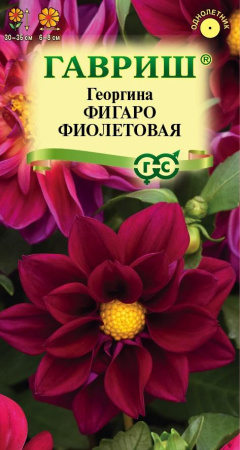 фигаро фиолето