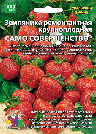 zemlyanika-remontantnaya-krupnoplodnaya-samo-sovershenstvo