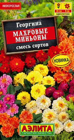 Георгина Махровые миньоны аэлита