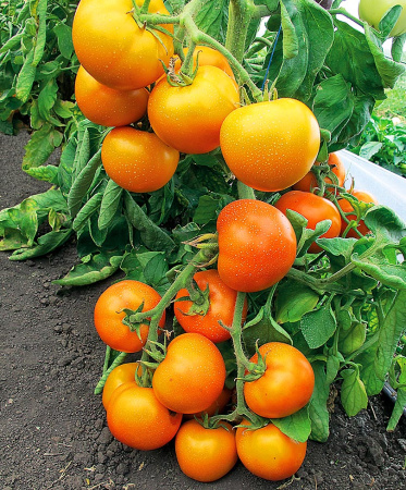 Золотая тёща