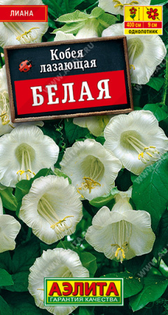 Кобея белая аэлита