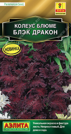 Колеус блюме Блэк дракон аэлита