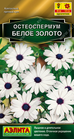 Остеоспермум Белое золото аэлита