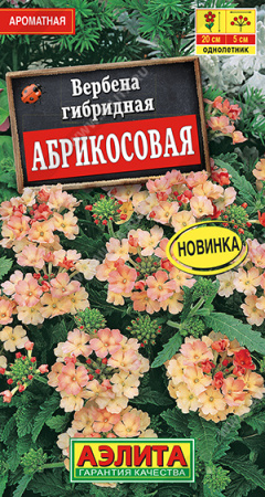 вербена