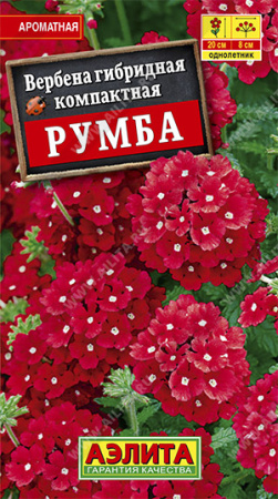 Вербена Румба аэлита