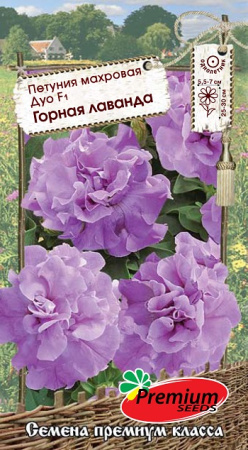 горная лаванда