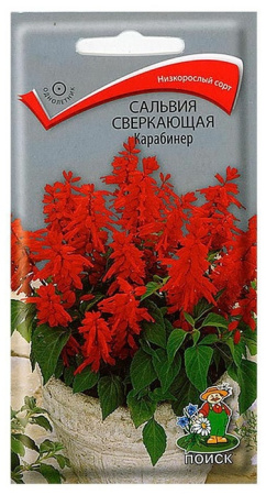 сальвия карабинер поиск