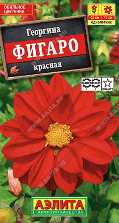 Георгина Фигаро махровая красная аэлита