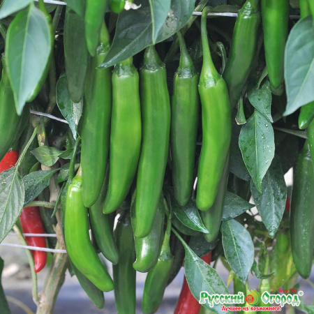 Перец сладкий Зеленые пальчики рус.огород