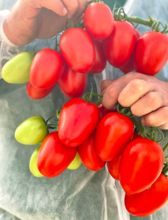 гроздевой