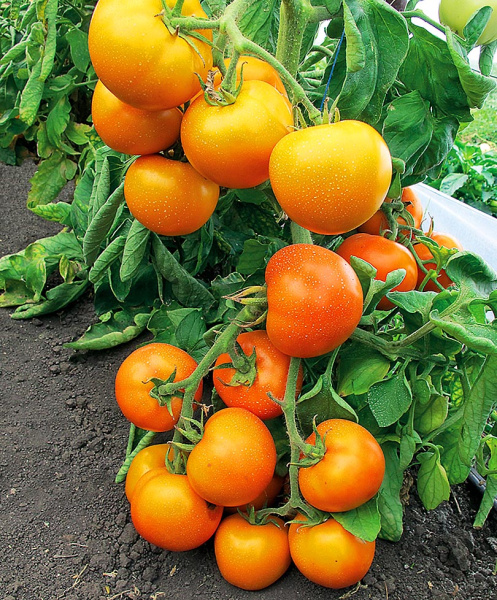 Золотая тёща