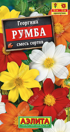 Георгина Румба смесь аэлита