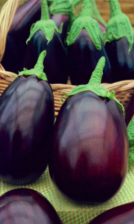 baklazhan-severnyy-blyuz-f1