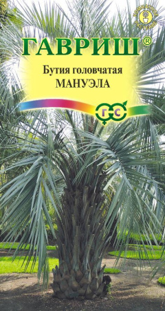 Бутия головчатая Мануэла гавриш