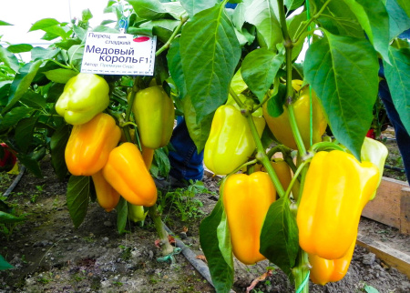 перец медовый король премиумсидс