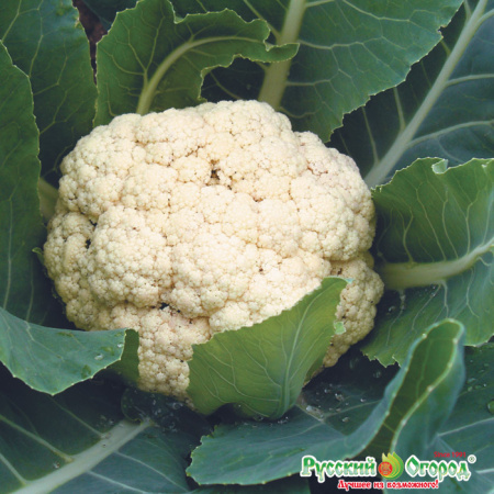 5ea9f92bb4308273308ad0a979fdb901