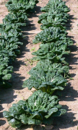 kapusta-kitayskaya-tatsoy