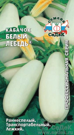 kabachok_belyy_lebed