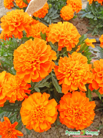 бархатцы абрикос примо рус.огород
