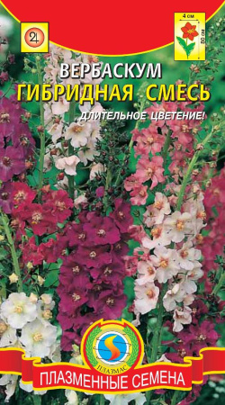 Вербаскум ГИБРИД плазмас