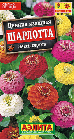 Цинния Шарлотта аэлита