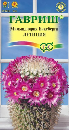 кактус