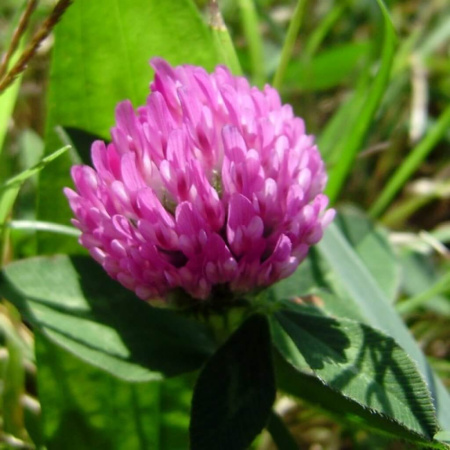 tsvetki-krasnogo-klevera-ochen-polezny-1024x1024-1024x1024