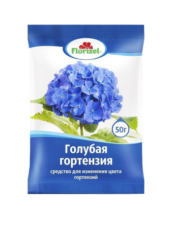 Голубая гортензия Florizel