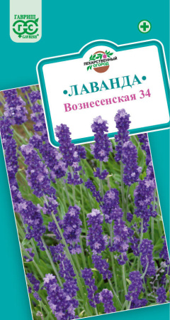 лаванда вознесенская