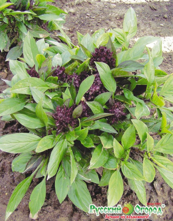 6bcca36fce88165f760300bf5e04844f