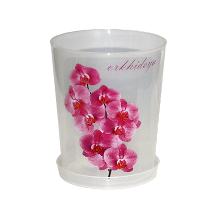 орхид прозра