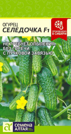 Огурец Селедочка Семена Алтая