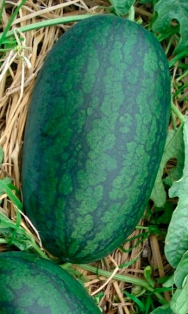 arbuz-uralskiy-skorospel