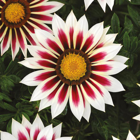 full_gazania_new_day_rose_stripe