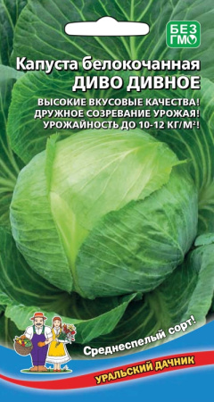 kapusta-belokochannaya-divo-divnoe