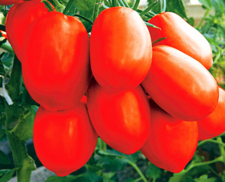 Царевна Лебедь