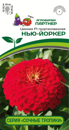 Цинния НЬЮ-ЙОРКЕР Партнер