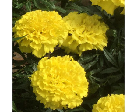 Tagetes-Proud-Mari-Yellow2-web