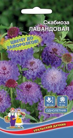 skabioza-lavandovaya