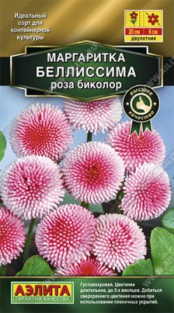 маргаритка белиссима роза аэлита