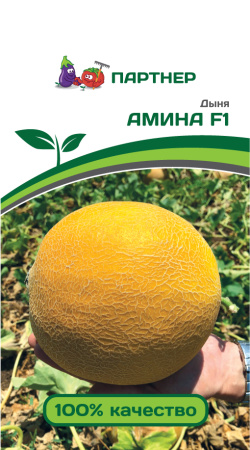 дыня амина